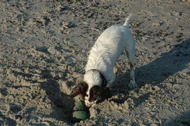 Field Trial spaniel Emma <3 billede 13