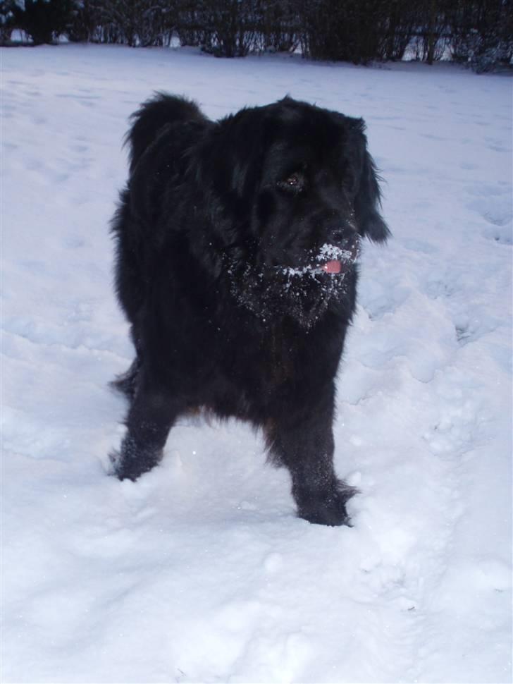 Newfoundlænder Luna (Newettas) billede 8