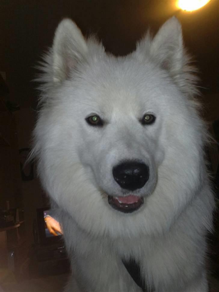 Samojedhund Samson - Samson 7,5mdr. billede 18