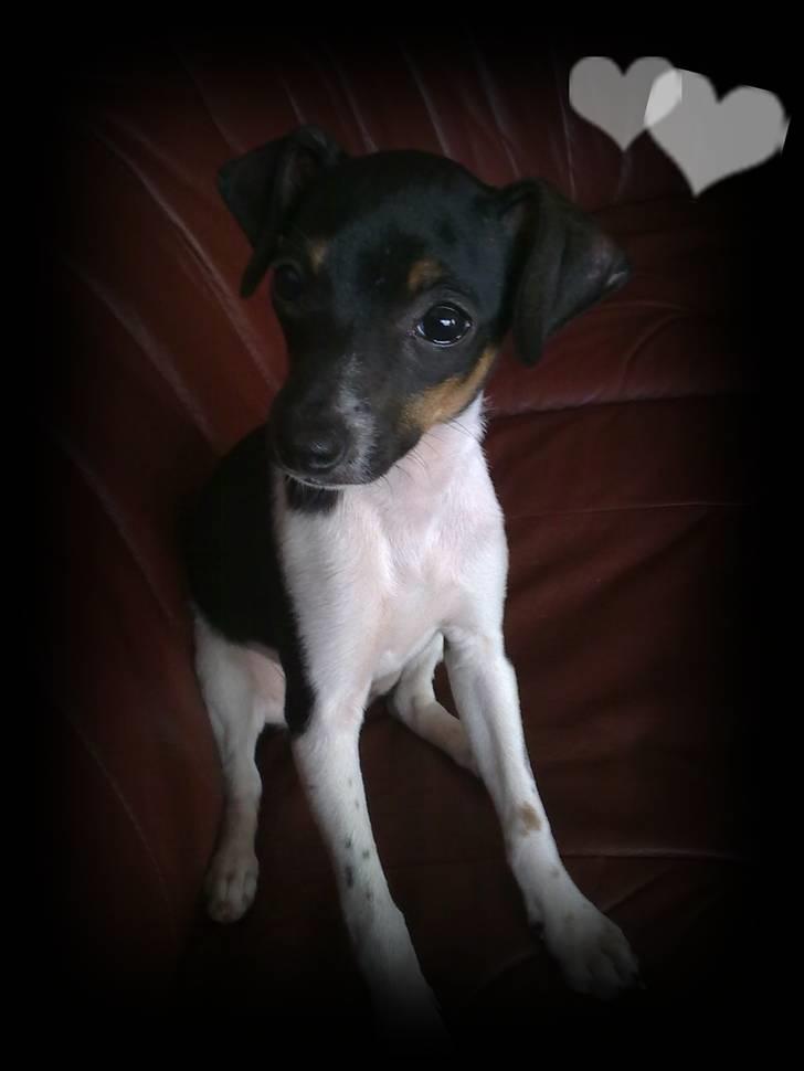 Dansk svensk gaardhund Karla - Velkommen til Karla´s profil.... Giv en kommentar og en bedømmelse, så blir hun glad :D  billede 1