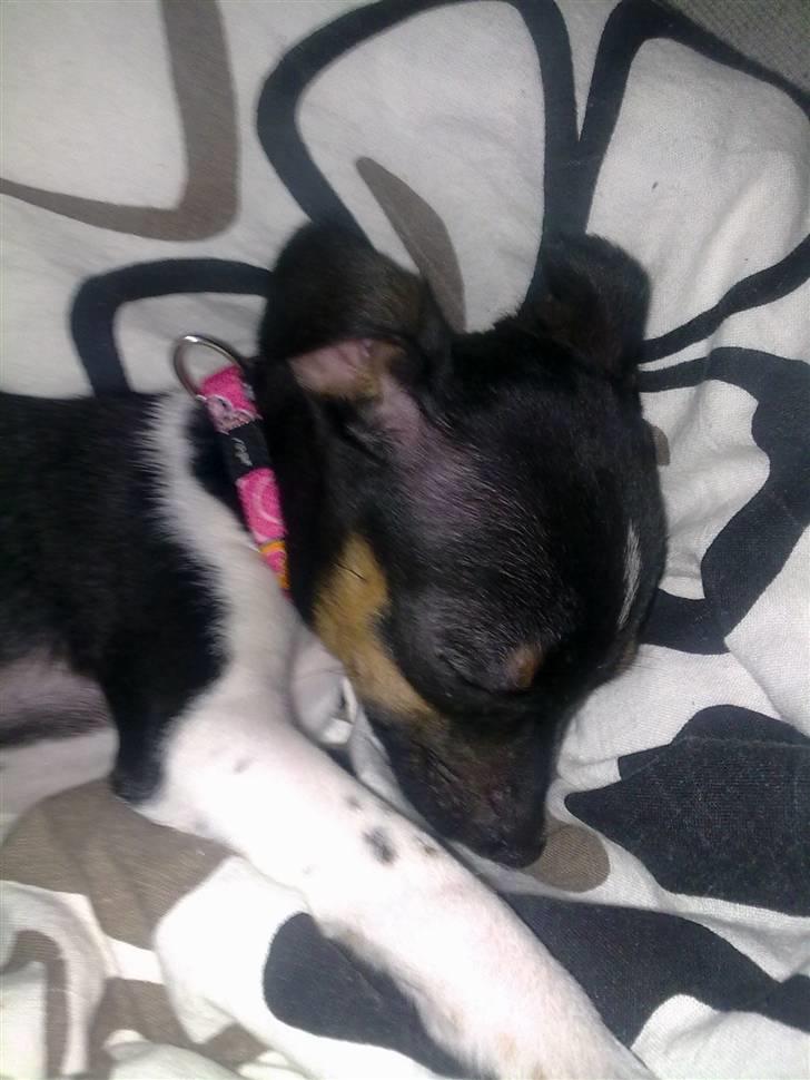 Dansk svensk gaardhund Karla billede 2