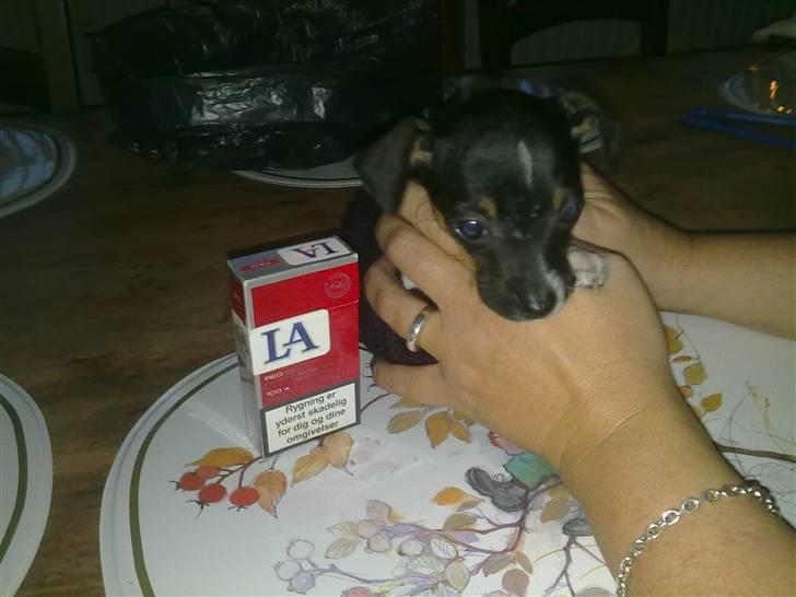 Dansk svensk gaardhund Karla - Første dag med Karla, hvor var hun lille :D  billede 3