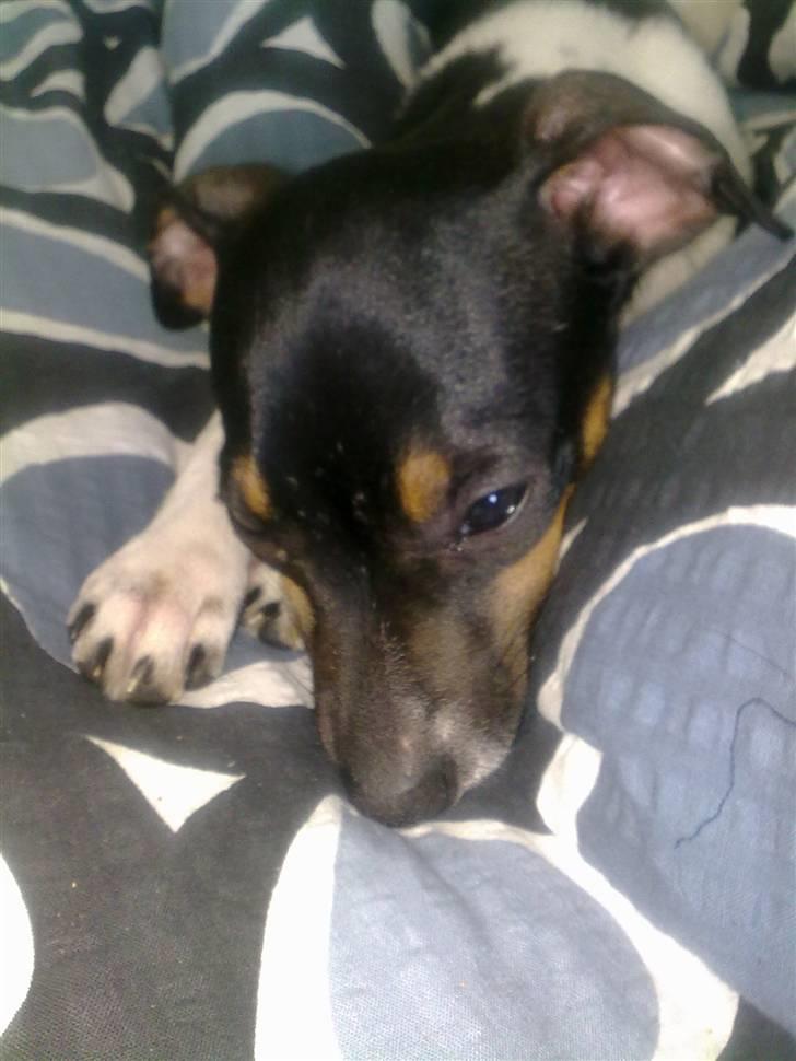 Dansk svensk gaardhund Karla billede 4