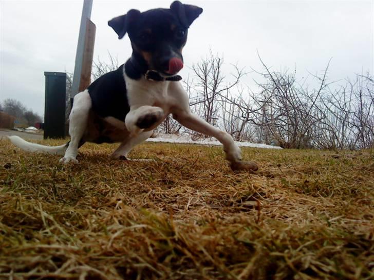 Dansk svensk gaardhund Karla - Her kommer jeeeeg ;D billede 5