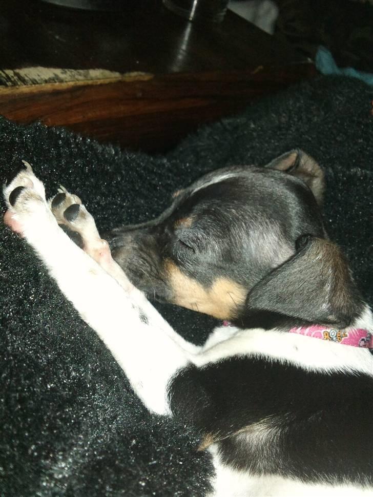 Dansk svensk gaardhund Karla billede 6