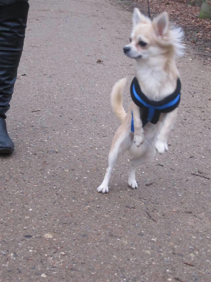 Chihuahua Mateus - en tur i skoven  billede 15