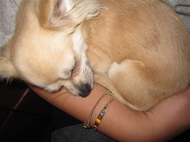 Chihuahua Mateus - putter hos mor som altid , ´´ja er lidt mor syg :) ´´ billede 16