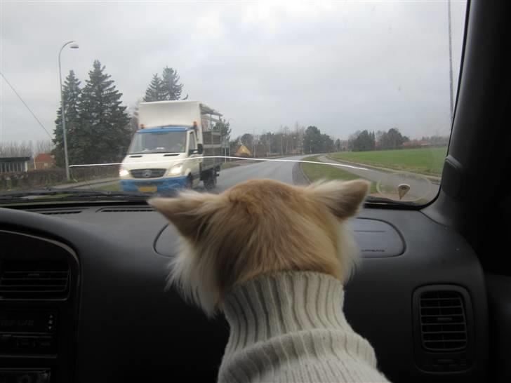 Chihuahua Mateus - holder øje med far kører ordenligt  billede 17