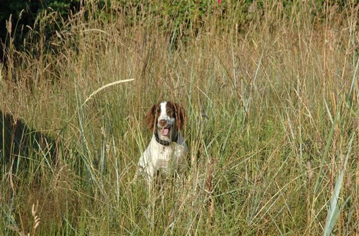 Field Trial spaniel Emma <3 billede 14