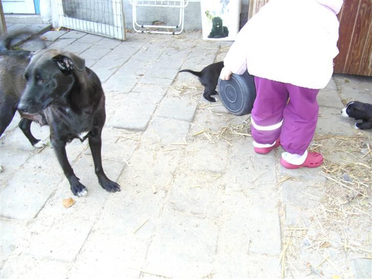 Blanding af racer Lucky - Hun prøver at holde styr på de 7 små hvalpe... Phu ha det er ikk nemt billede 6