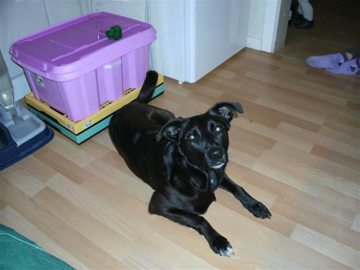 Blanding af racer Lucky - Er det mig du tager billed af??? billede 7