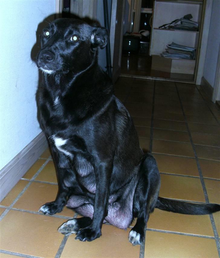 Blanding af racer Lucky - Kan altså ikk smile idag billede 8