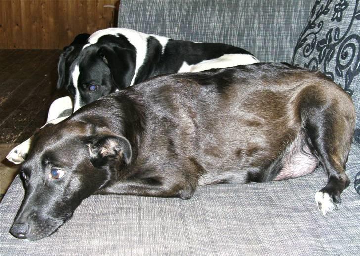 Blanding af racer Lucky - Lucky sammen med faderen til nr. 2 kuld (Bastian) billede 9