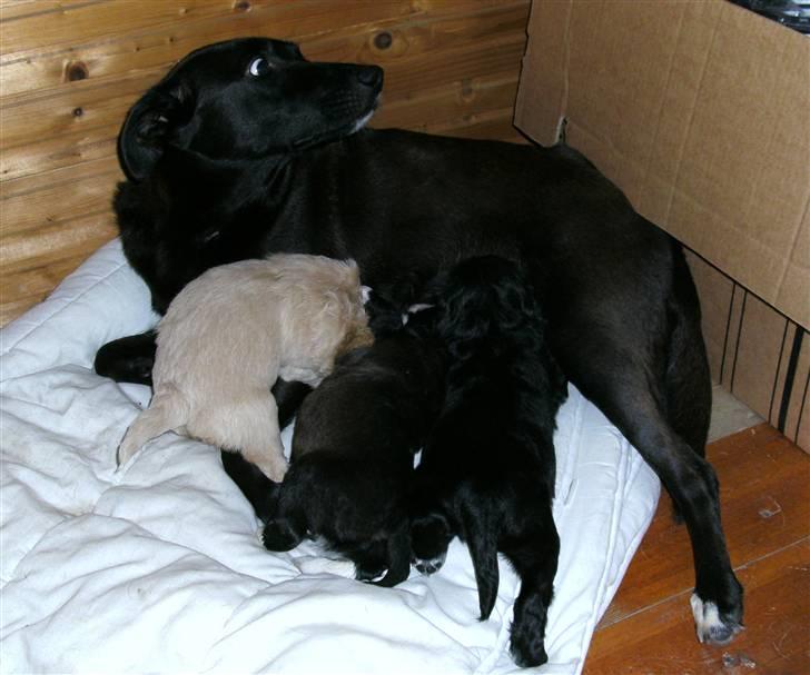 Blanding af racer Lucky - Tre hvalpe fra nr 2 kuld billede 10