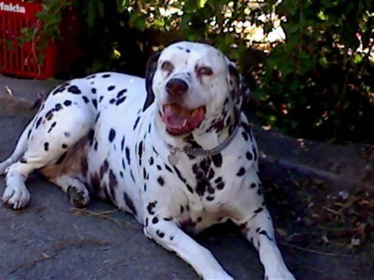 Dalmatiner Lady billede 1