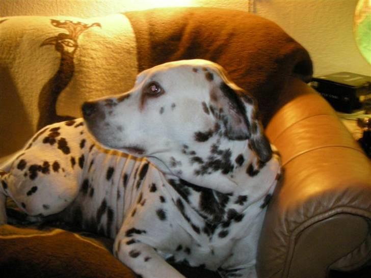 Dalmatiner Lady billede 2