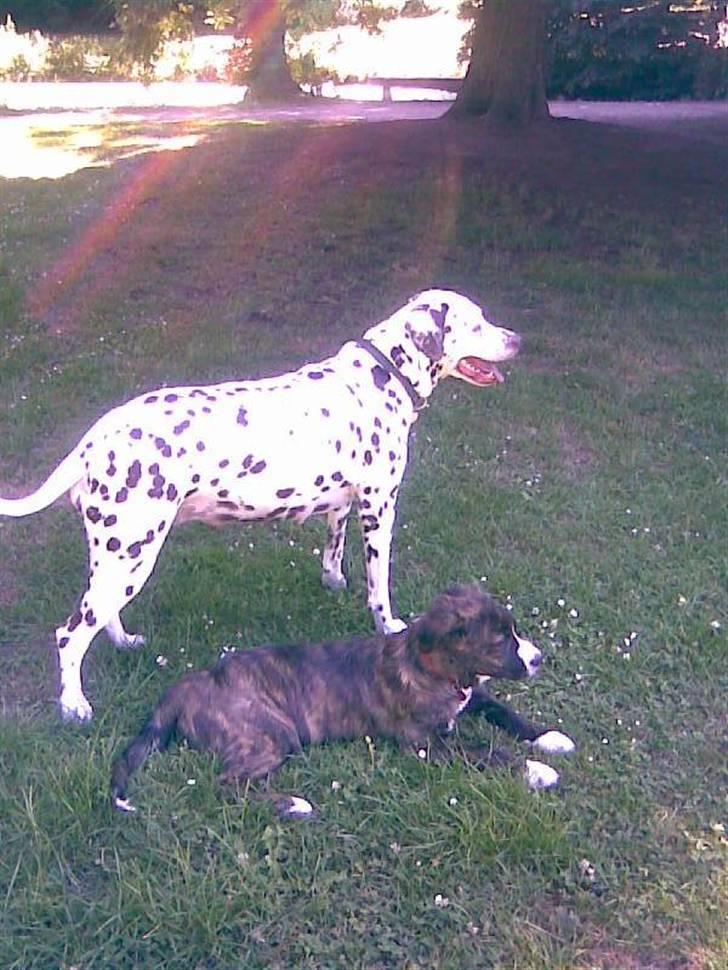 Dalmatiner Lady billede 3