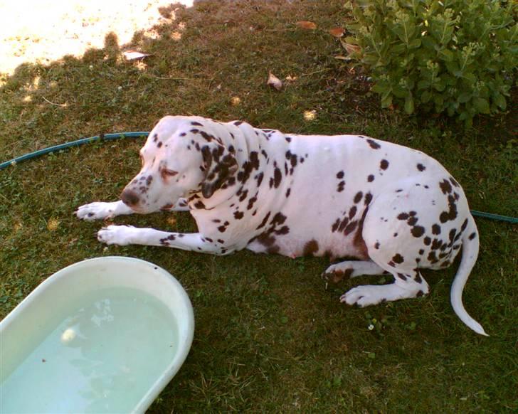 Dalmatiner Lady billede 4