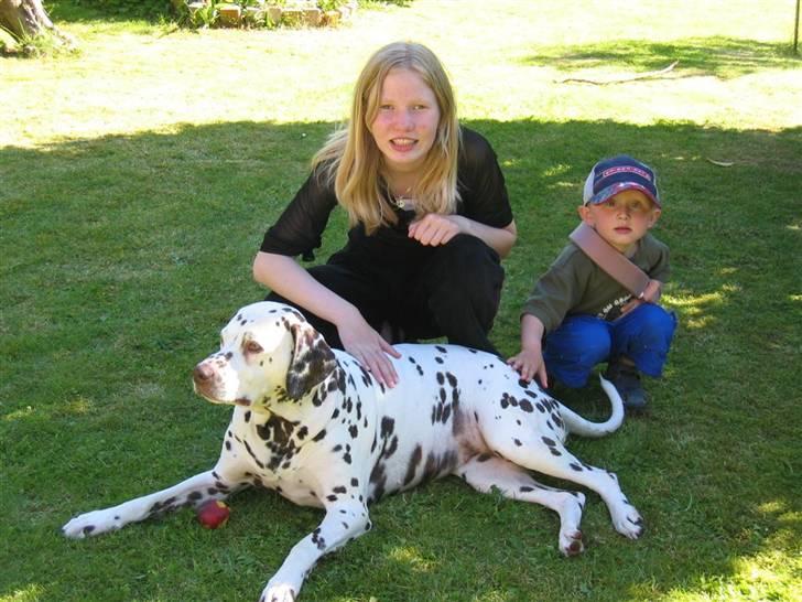 Dalmatiner Lady billede 5