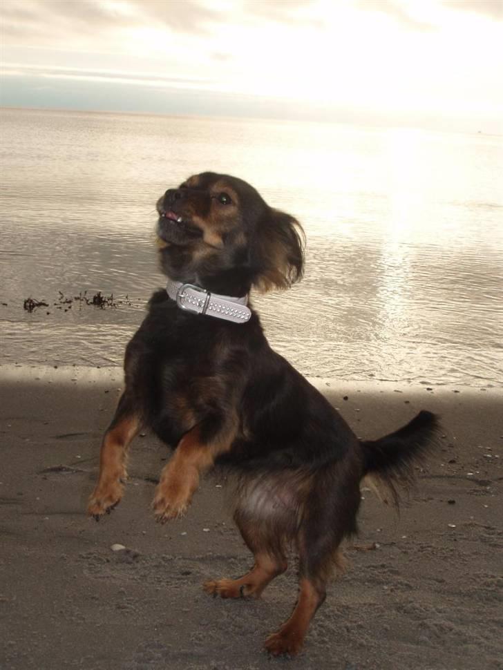 Blanding af racer Freya billede 1