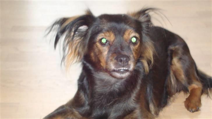 Blanding af racer Freya billede 2