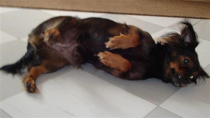 Blanding af racer Freya billede 3