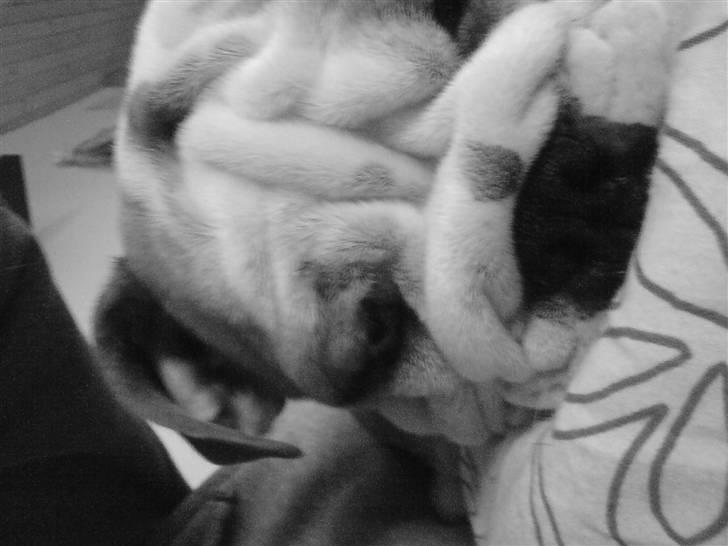 Engelsk bulldog Anton billede 2