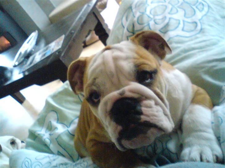 Engelsk bulldog Anton billede 3