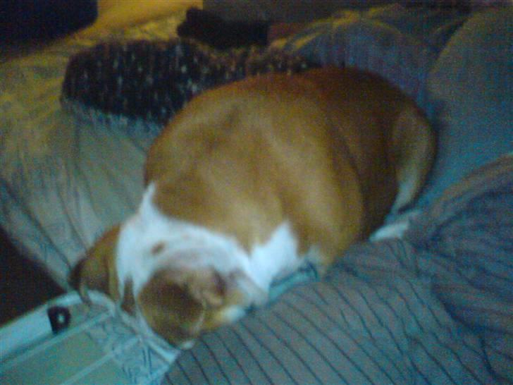 Engelsk bulldog Anton billede 4