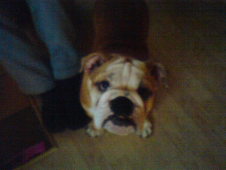 Engelsk bulldog Anton billede 5