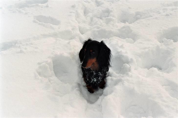 Gravhund Karl  - hvad var det? billede 6