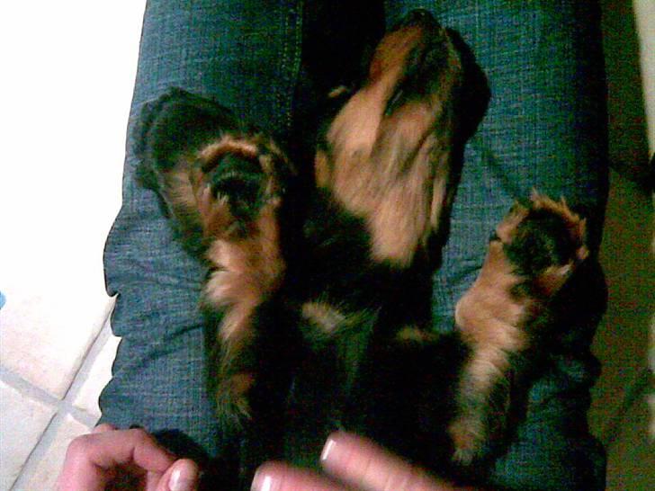 Gravhund Karl  - 22/02/2008 - Den dag vi hentede ham, på min fødselsdag  billede 7