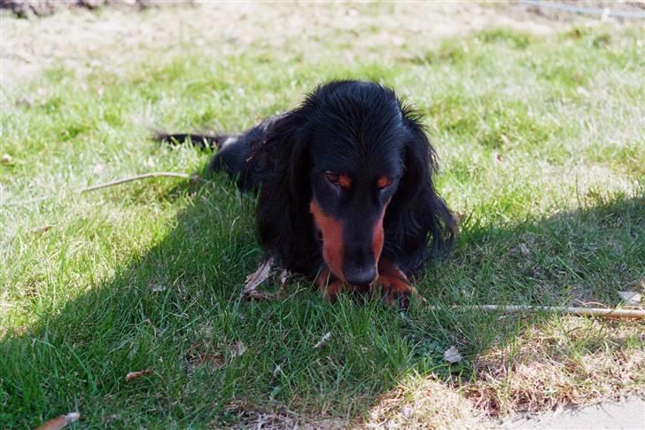 Gravhund Karl  - i sommerhus <3  billede 8
