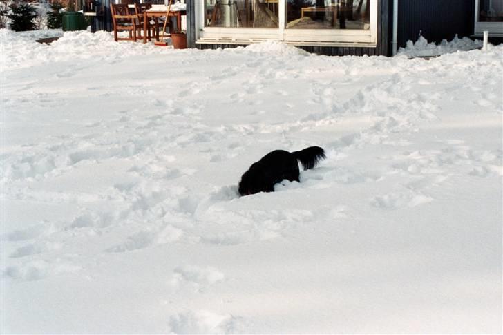 Gravhund Karl  - Nu kan ingen finde mig  billede 10