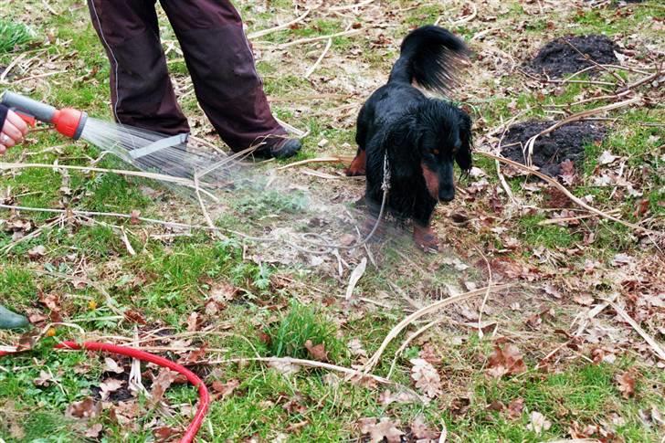 Gravhund Karl  - Vandhund?  billede 11