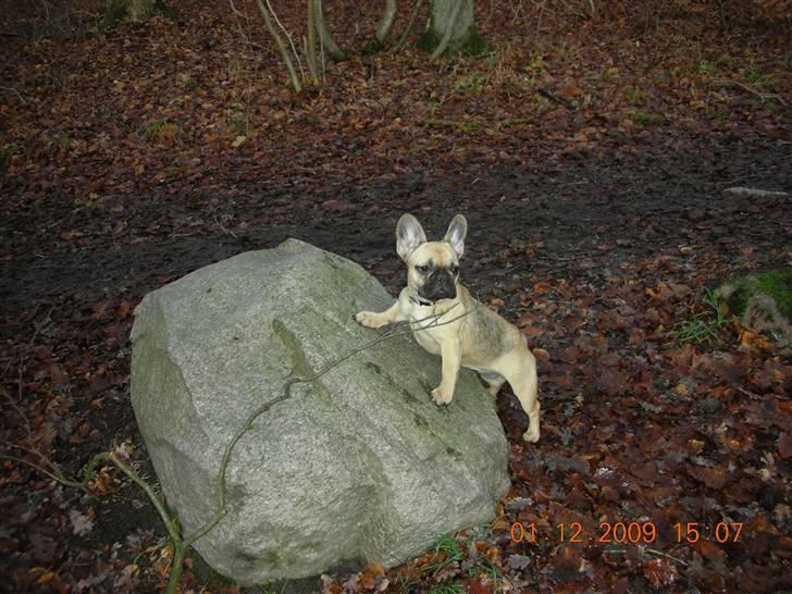 Fransk bulldog matilde - en smk 1 dec dag i skoven  billede 1