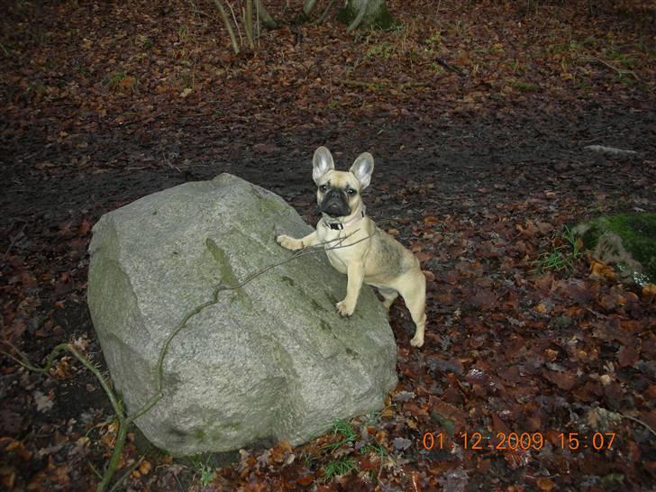 Fransk bulldog matilde billede 2