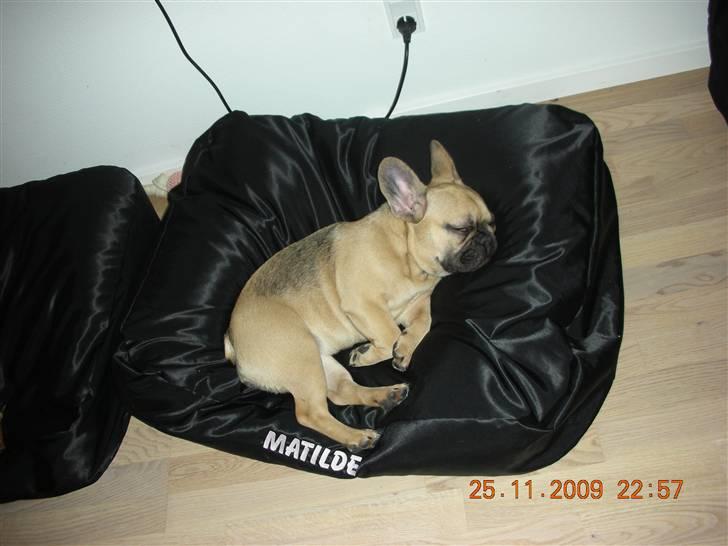 Fransk bulldog matilde - snupper sig en lur på sin nye pude med broderet navn på    billede 3