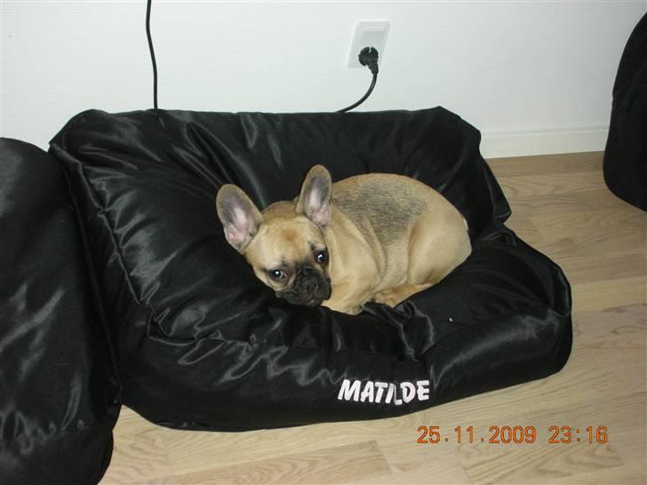 Fransk bulldog matilde billede 5