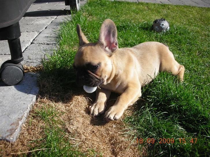 Fransk bulldog matilde - matilde 9 uger gammel  billede 6