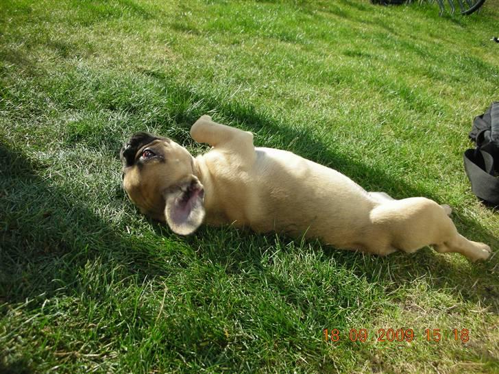 Fransk bulldog matilde - matilde 9 uger billede 7