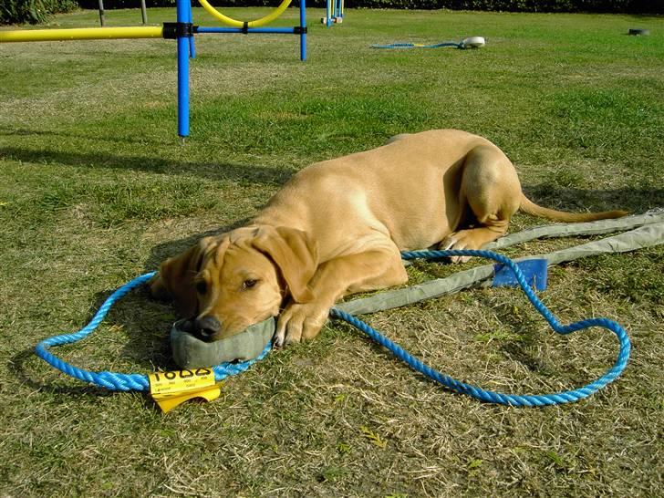 Blanding af racer Rollo Himmelhund billede 17