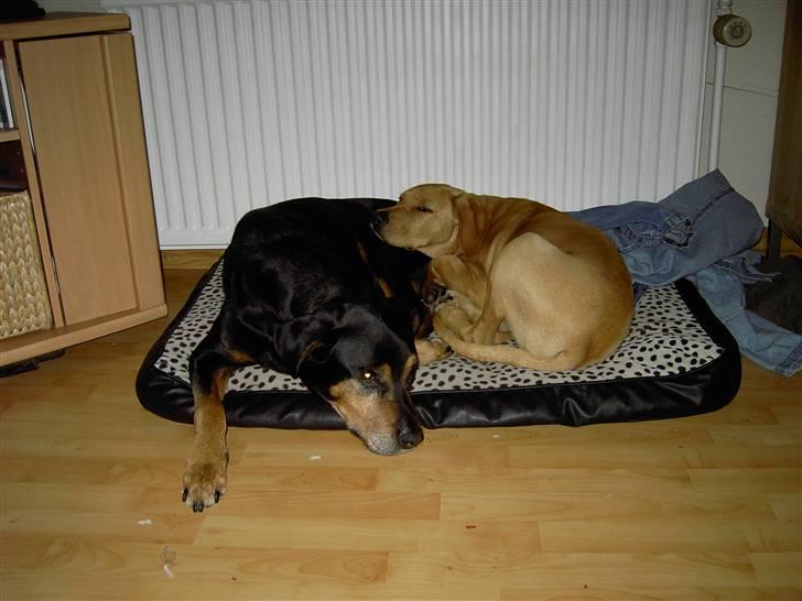 Blanding af racer Rollo Himmelhund billede 18