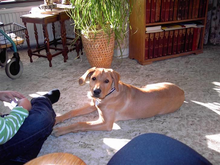 Blanding af racer Rollo Himmelhund billede 19