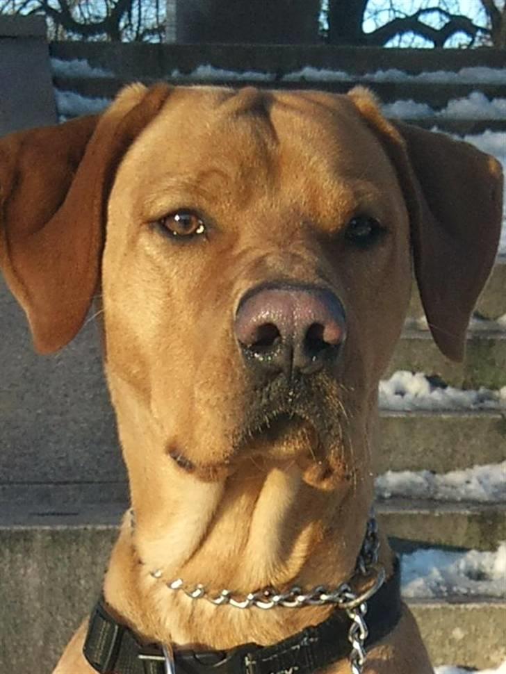 Blanding af racer Rollo Himmelhund billede 20