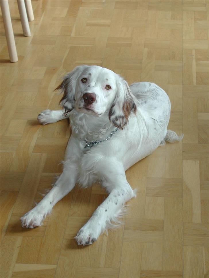 Field Trial spaniel Aslan billede 7