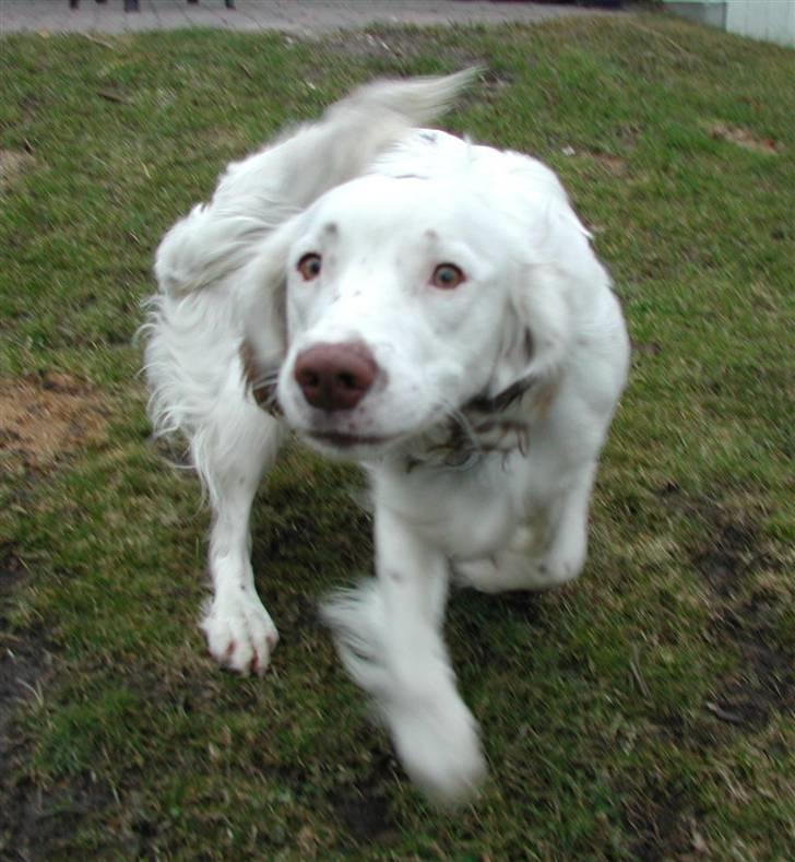 Field Trial spaniel Aslan - Et godt eksempel på hvordan hele hans krop ´´logrer´´ :* billede 8