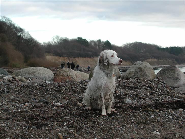 Field Trial spaniel Aslan billede 9