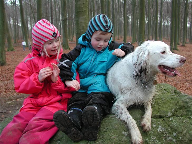 Field Trial spaniel Aslan billede 10