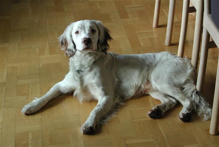Field Trial spaniel Aslan - Løven Aslan! billede 11